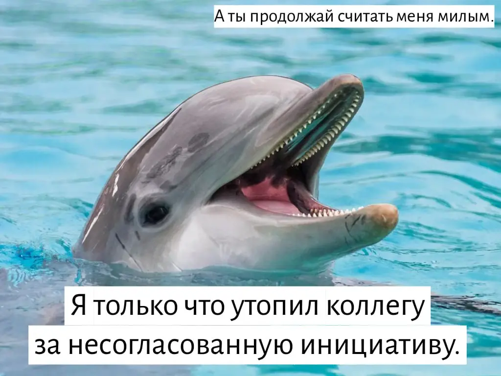 🐬 Дельфины и токсичная культура: почему в вашей команде может быть не всё так мило
В офисах живут два вида людей:
〰Те, кто верит, что у них «дружная команда» | Сетка — социальная сеть от hh.ru