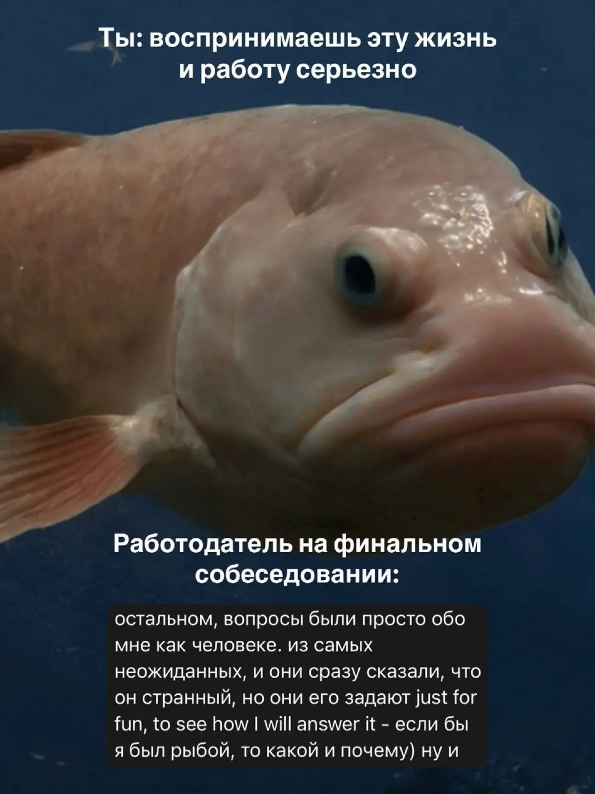 Какой бы рыбой ты был и почему? | Сетка — социальная сеть от hh.ru