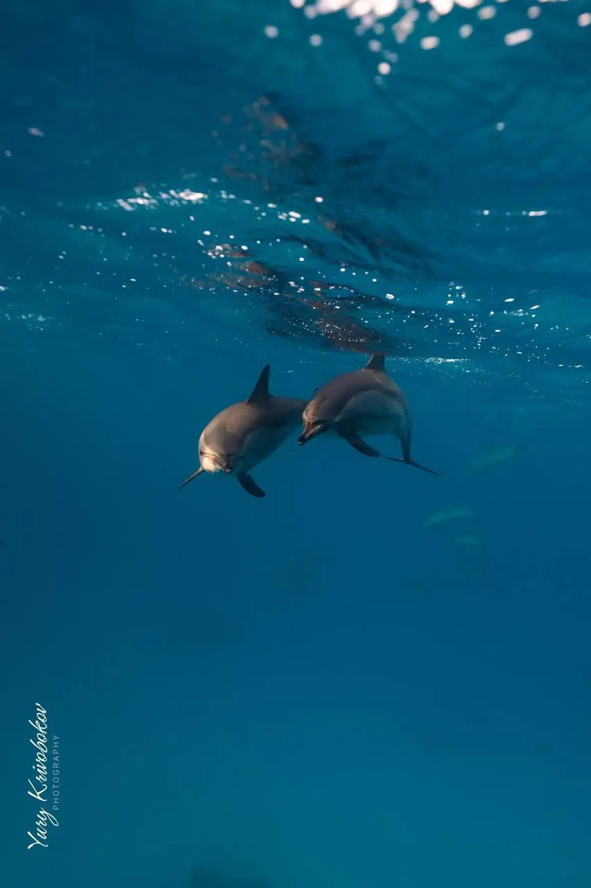 Друзья, мы уже на чемоданах...
 Буквально на днях отправляемся на встречу со свободными дельфинами!
Даже волнительно! Марина уже встречалась с ними, я тоже захотел услышав впечатления .. | Сетка — социальная сеть от hh.ru
