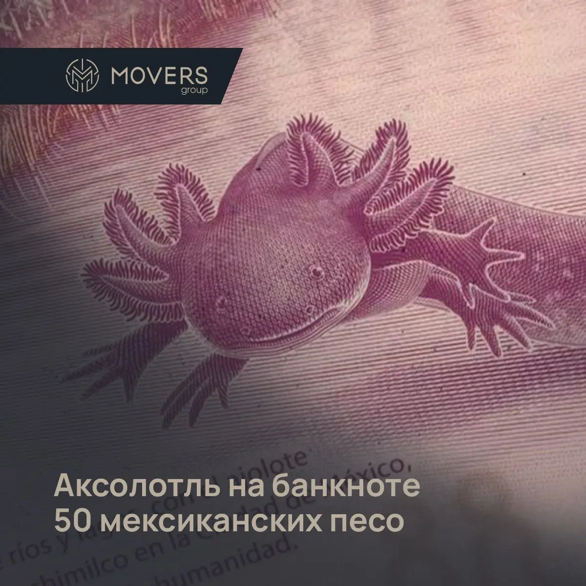 Наши офисные питомцы-аксолотли завораживают своей улыбкой не только клиентов компании, но и красуются на мексиканской банкноте в 50 песо!
🤩 Купюра-сенсация
В октябре 2021 года Банк Мексики выпустил но... | Сетка — социальная сеть от hh.ru