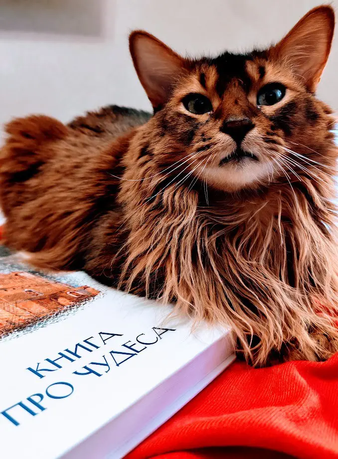 ❤️Это один из моих любимых проектов❤️
✏️Редактура "Книги про чудеса", которую написала прекрасная Алена Бабич, была для меня очень значимой работой | Сетка — социальная сеть от hh.ru