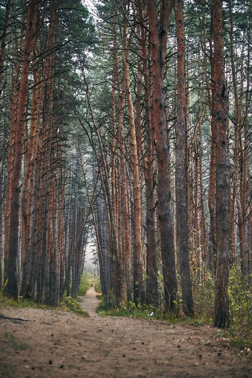 🍂 Прогулка по Курортному парку в Кисловодске | Сетка — социальная сеть от hh.ru