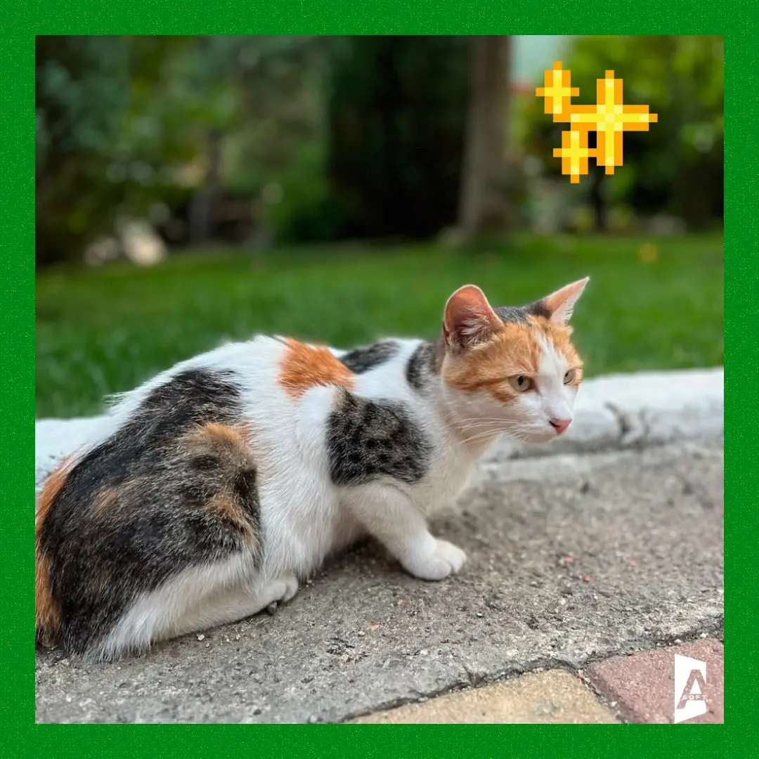 🐾 #Зверопятница возвращается: ваш персональный заряд умиления!
Сегодня мы радуем вас нашей традиционной рубрикой с милыми, смешными и немного странными питомцами наших сотрудников | Сетка — социальная сеть от hh.ru