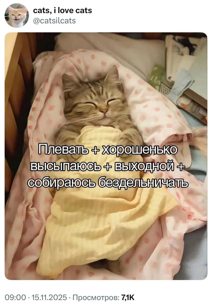 #cats #life | Сетка — социальная сеть от hh.ru