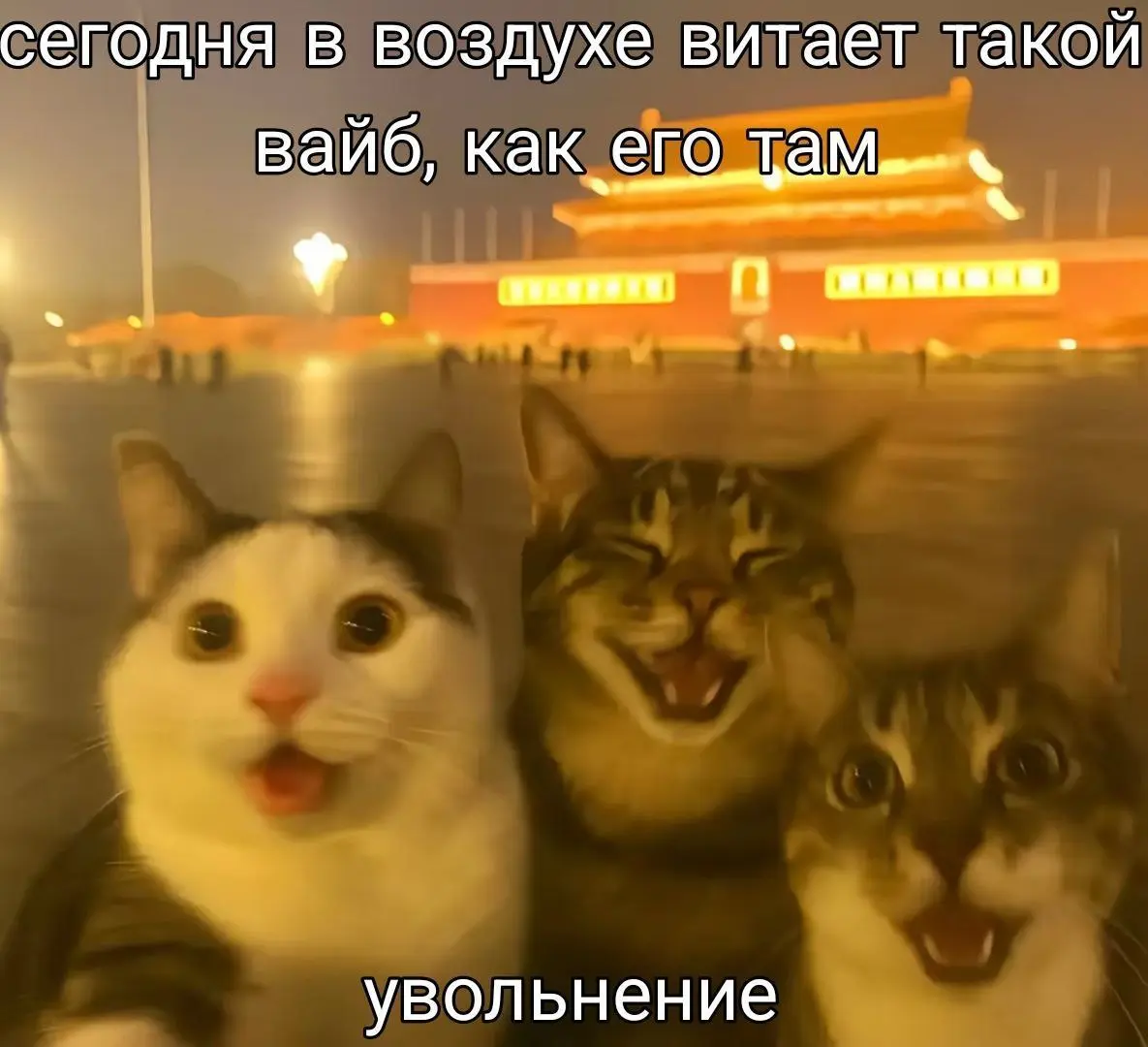 Наверное, наступил понедельник 😂
#Юмор@poldner #Коты@poldner | Сетка — социальная сеть от hh.ru
