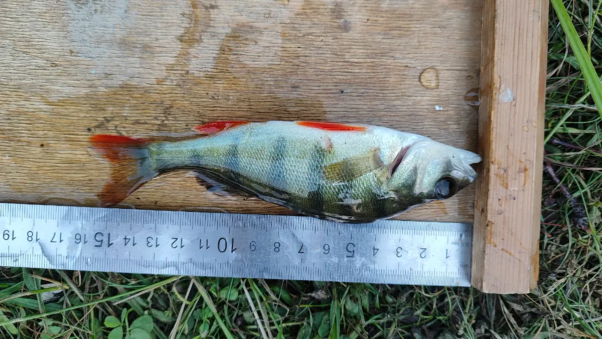 Чем питается рыба? Или дети в шоке на уроке. | Сетка — социальная сеть от hh.ru