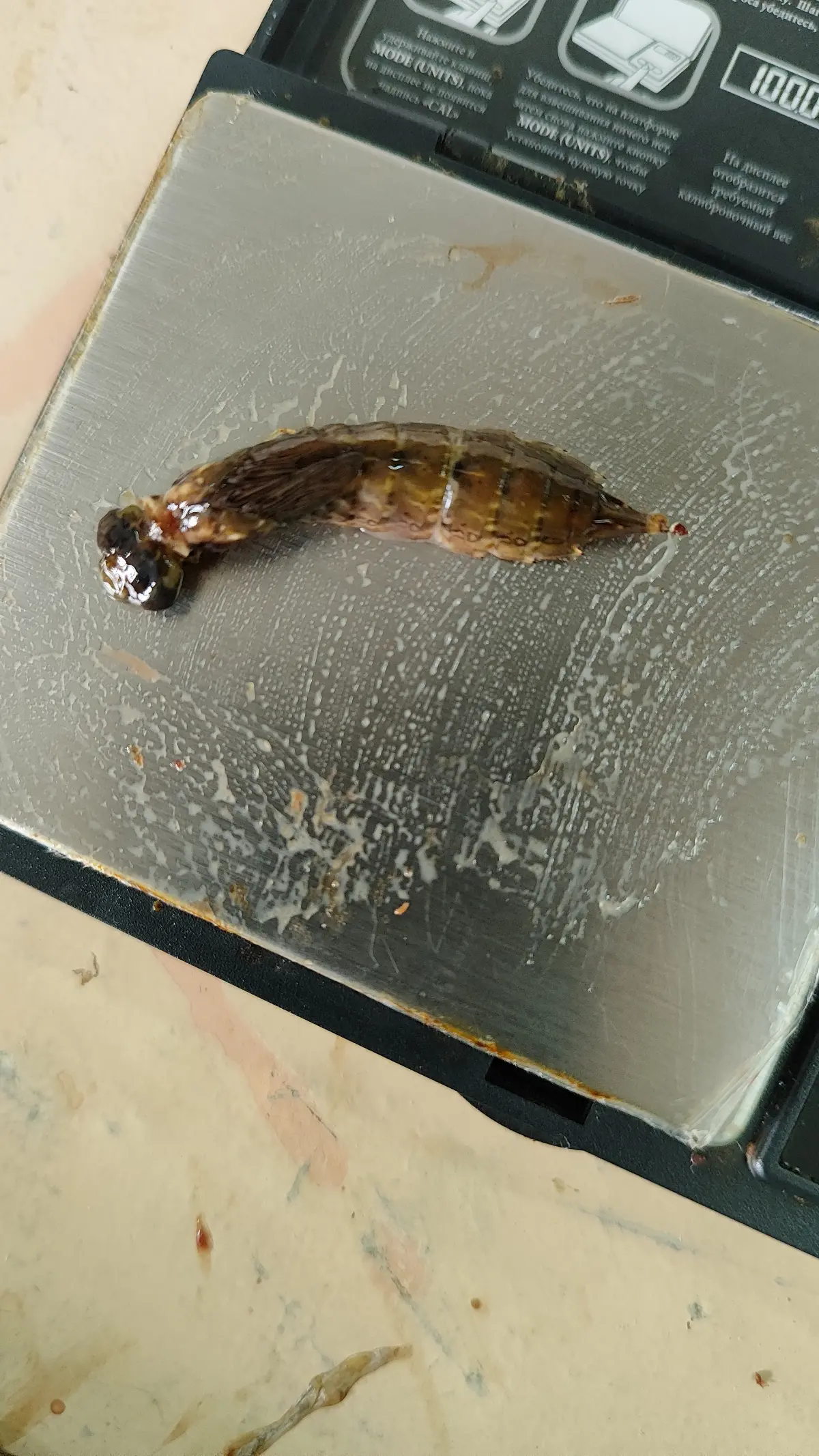 Чем питается рыба? Или дети в шоке на уроке. | Сетка — социальная сеть от hh.ru