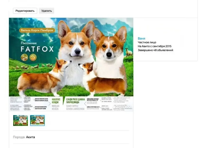 🐶 Обложка-презентация для питомника FatFox | Сетка — социальная сеть от hh.ru