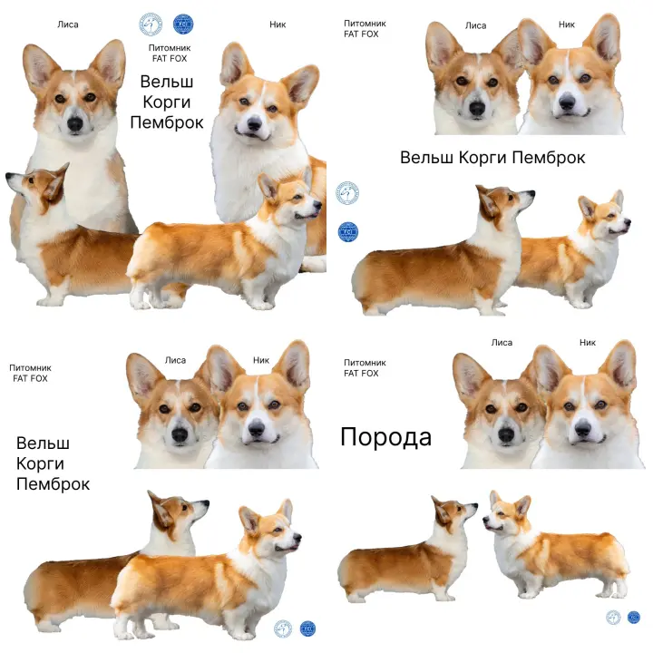 🐶 Обложка-презентация для питомника FatFox | Сетка — социальная сеть от hh.ru