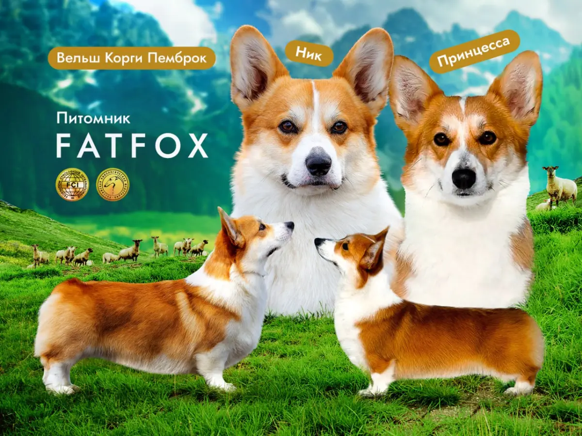 🐶 Обложка-презентация для питомника FatFox | Сетка — социальная сеть от hh.ru