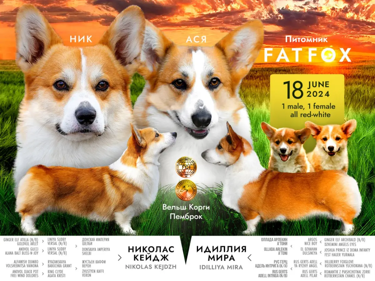 🐶 Обложка-презентация для питомника FatFox | Сетка — социальная сеть от hh.ru