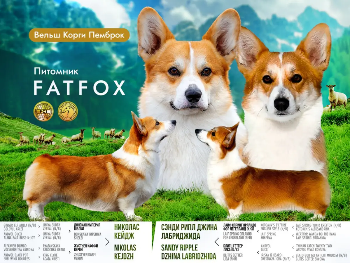 🐶 Обложка-презентация для питомника FatFox | Сетка — социальная сеть от hh.ru