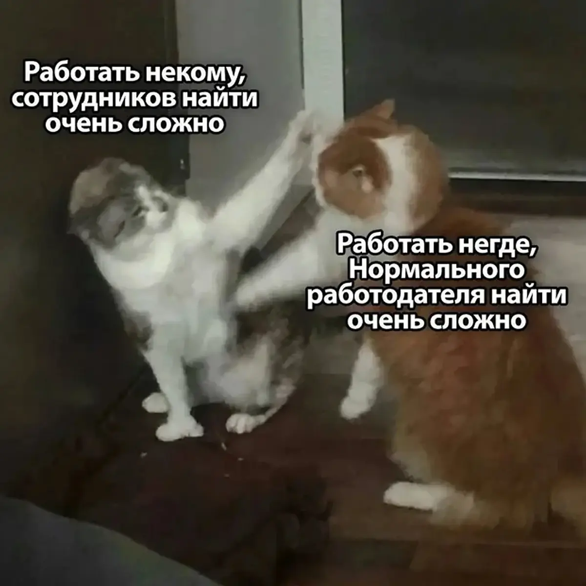 Когда начинаешь искать работу и смотришь на рынок | Сетка — социальная сеть от hh.ru