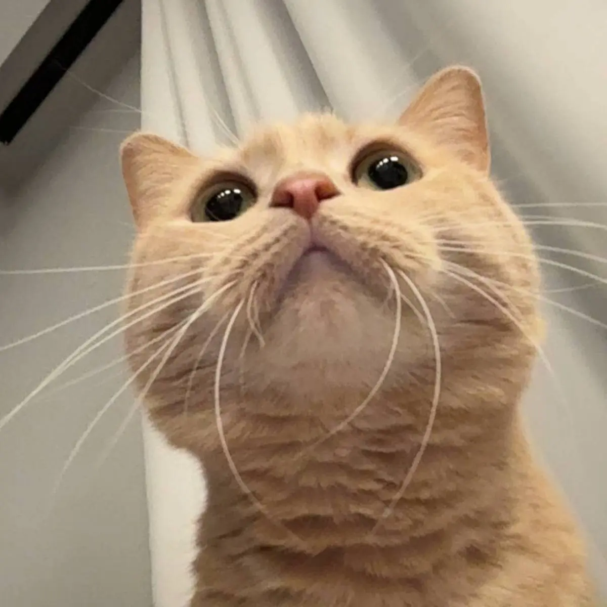 Кирилл Данилов | Сетка — социальная сеть от hh.ru