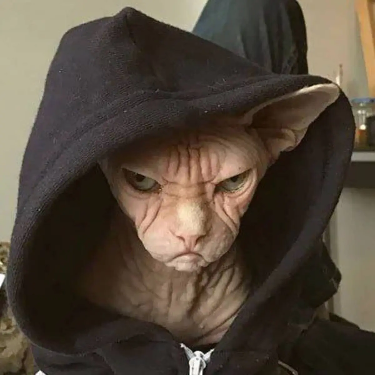 Владислав Карленко | Сетка — социальная сеть от hh.ru