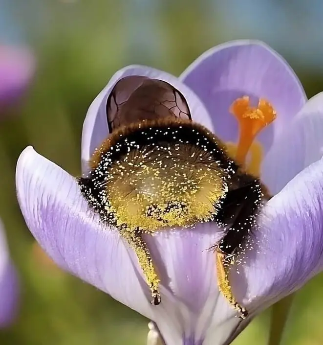 На латыни шмеля зовут Bombus 😏 | Сетка — социальная сеть от hh.ru