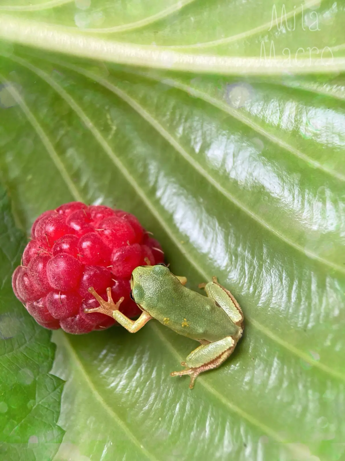 It’s Wednesday, my dudes) | Сетка — социальная сеть от hh.ru