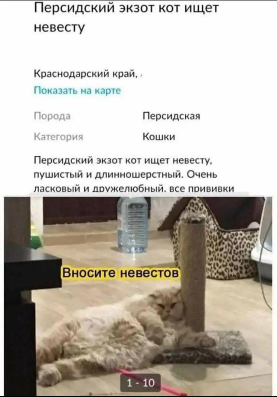Рынок "работодателя" 😂😂😂
#Юмор@poldner #Коты@poldner | Сетка — социальная сеть от hh.ru