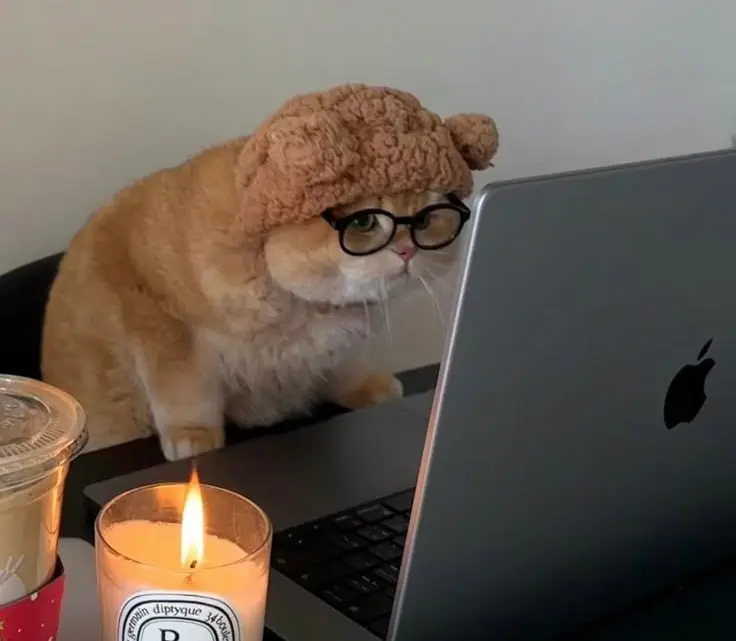 Про вайбкодинг
(*на картинке вайб котик)
О да, и до меня дошла эта тема | Сетка — социальная сеть от hh.ru