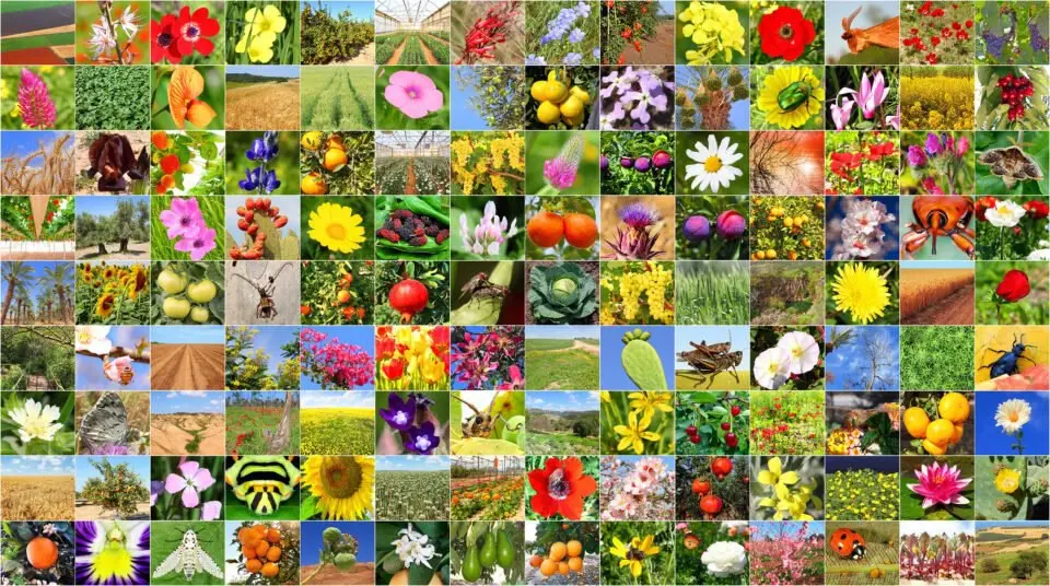 🌍 Запущен самый большой биологический ИИ
Исследователи представили BioCLIP 2 — основную модель ИИ, способную опознавать более миллиона биологических видов | Сетка — социальная сеть от hh.ru