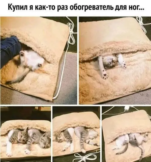 Самое правильное применение 😂
#Юмор@poldner #Коты@poldner | Сетка — социальная сеть от hh.ru