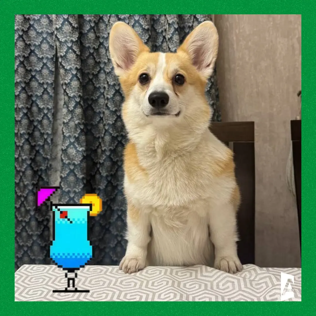 🐾 #Зверопятница
Занимательный факт: чем дольше вы смотрите в глаза своей собаке или кошке, тем больше в вашем мозгу вырабатывается окситоцин — гормон привязанности и доверия | Сетка — социальная сеть от hh.ru