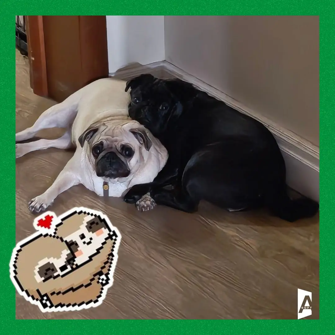 🐾 #Зверопятница
Занимательный факт: чем дольше вы смотрите в глаза своей собаке или кошке, тем больше в вашем мозгу вырабатывается окситоцин — гормон привязанности и доверия | Сетка — социальная сеть от hh.ru