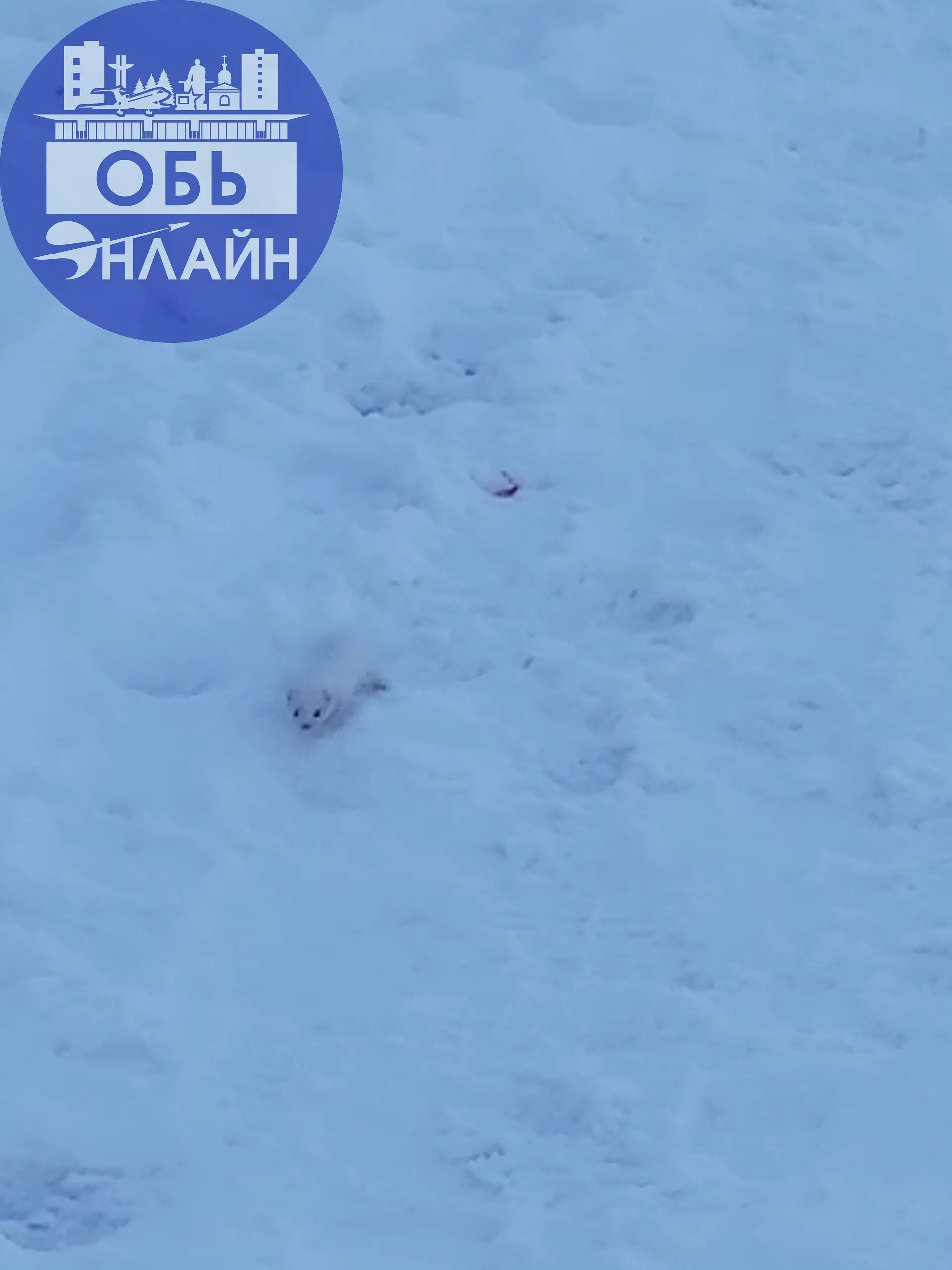 ↗ Смотрите какую прелесть) увидела сегодня в Оби , Аэрофлот . шустрая) лучше фотку не получилось сделать)
vk.ru
Подробнее на https://vk.com/ob.gorod
#городобь #городобьонлайн #толмачево | Сетка — социальная сеть от hh.ru