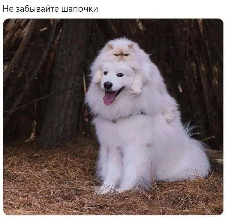 Шапочка не очень довольна 😂
А нам пора доставать шапки из дальнего угла шкафа )))
#Юмор@poldner #Коты@poldner | Сетка — социальная сеть от hh.ru