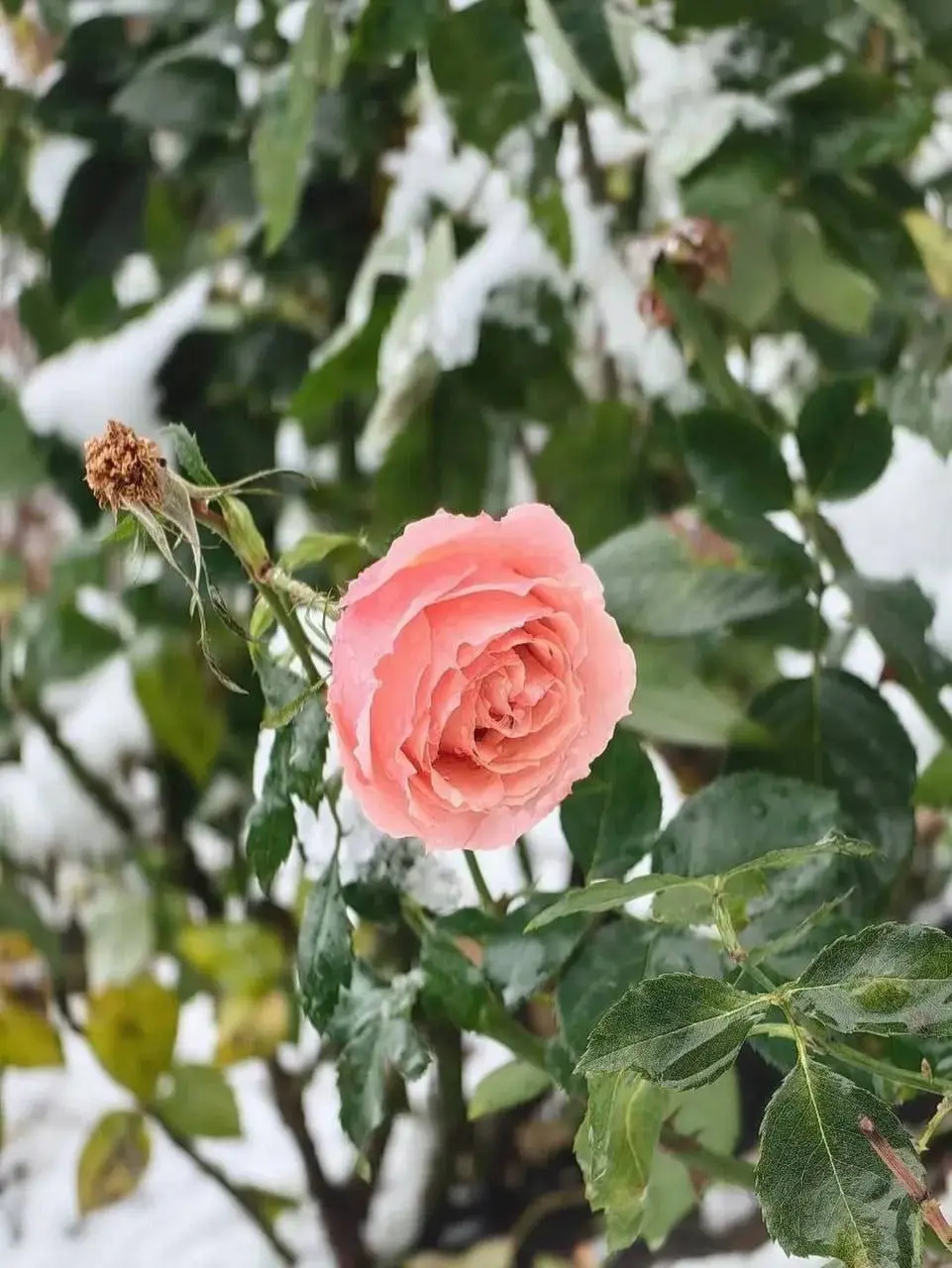 Розы под шапкой снега в
Аптекарском огороде🌹
По понедельникам вход бесплатный для школьников, студентов и пенсионеров
📍Проспект Мира, 26/1
📲Подпишитесь на Вдвижении
#бесплатно
В этом посте были ссылки... | Сетка — социальная сеть от hh.ru