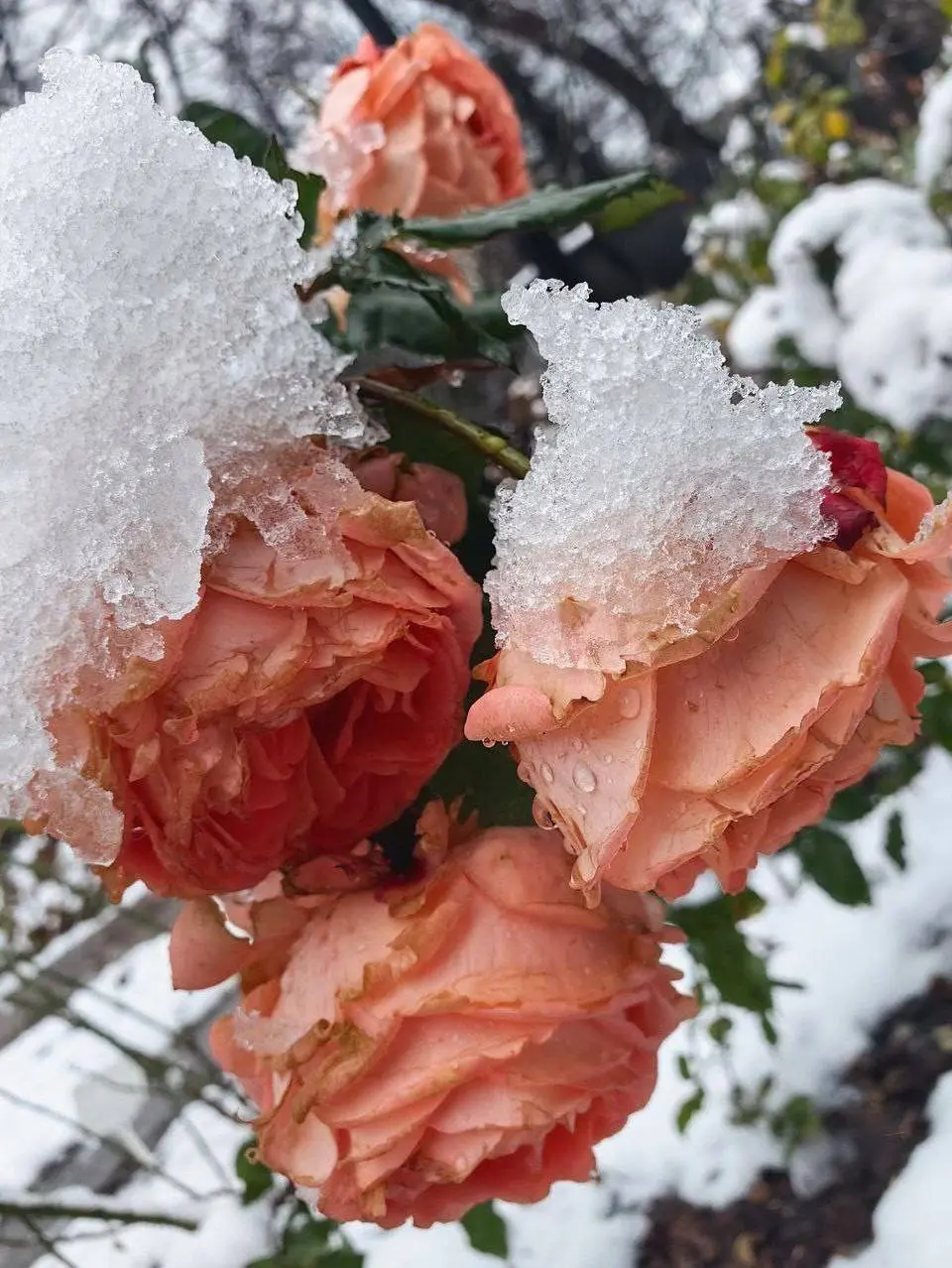 Розы под шапкой снега в
Аптекарском огороде🌹
По понедельникам вход бесплатный для школьников, студентов и пенсионеров
📍Проспект Мира, 26/1
📲Подпишитесь на Вдвижении
#бесплатно
В этом посте были ссылки... | Сетка — социальная сеть от hh.ru
