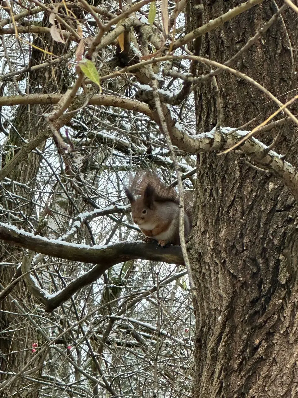 Гуляли в лесу сегодня🐿️ | Сетка — социальная сеть от hh.ru