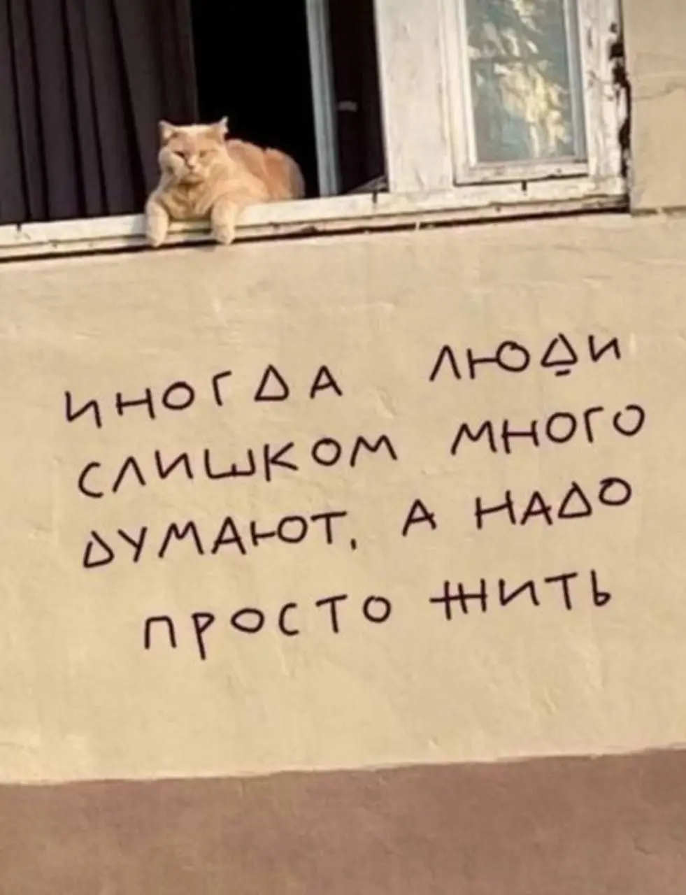 Кот - философ ❤️
#Юмор@poldner    #Коты@poldner | Сетка — социальная сеть от hh.ru