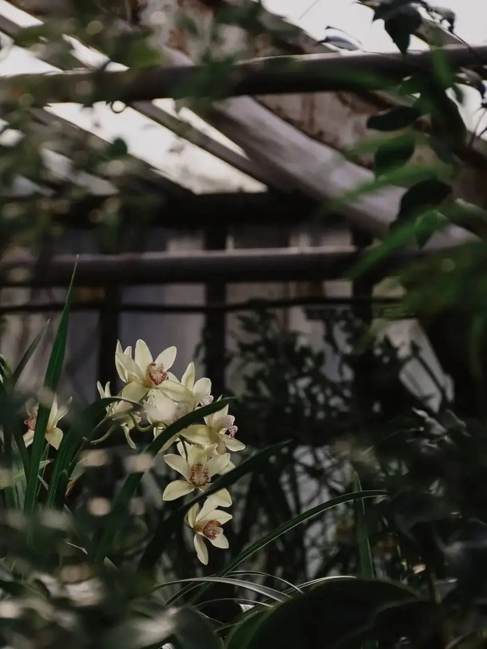 🪴 Посетить оранжерею за 350 рублей
Вт-Вс 10:00-17:00
В Старой Фондовой оранжерее собрано около 7000 видов растений. Среди них: сахарный тростник, банановые деревья, папайя и другие экзотические виды | Сетка — социальная сеть от hh.ru