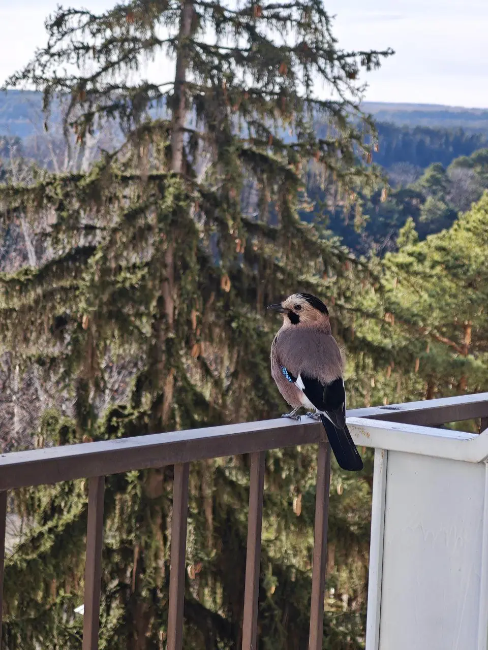 Моё тайное хобби — #бердвотчинг 🦅
Наблюдение за птицами — это медитация и вдохновение одновременно. Особенно когда живёшь в санатории, где природа буквально под окнами | Сетка — социальная сеть от hh.ru