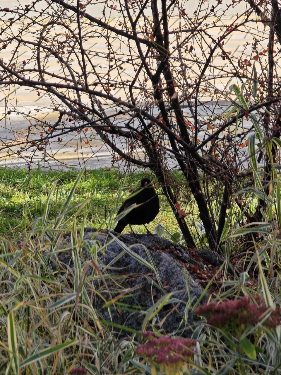 Моё тайное хобби — #бердвотчинг 🦅
Наблюдение за птицами — это медитация и вдохновение одновременно. Особенно когда живёшь в санатории, где природа буквально под окнами | Сетка — социальная сеть от hh.ru