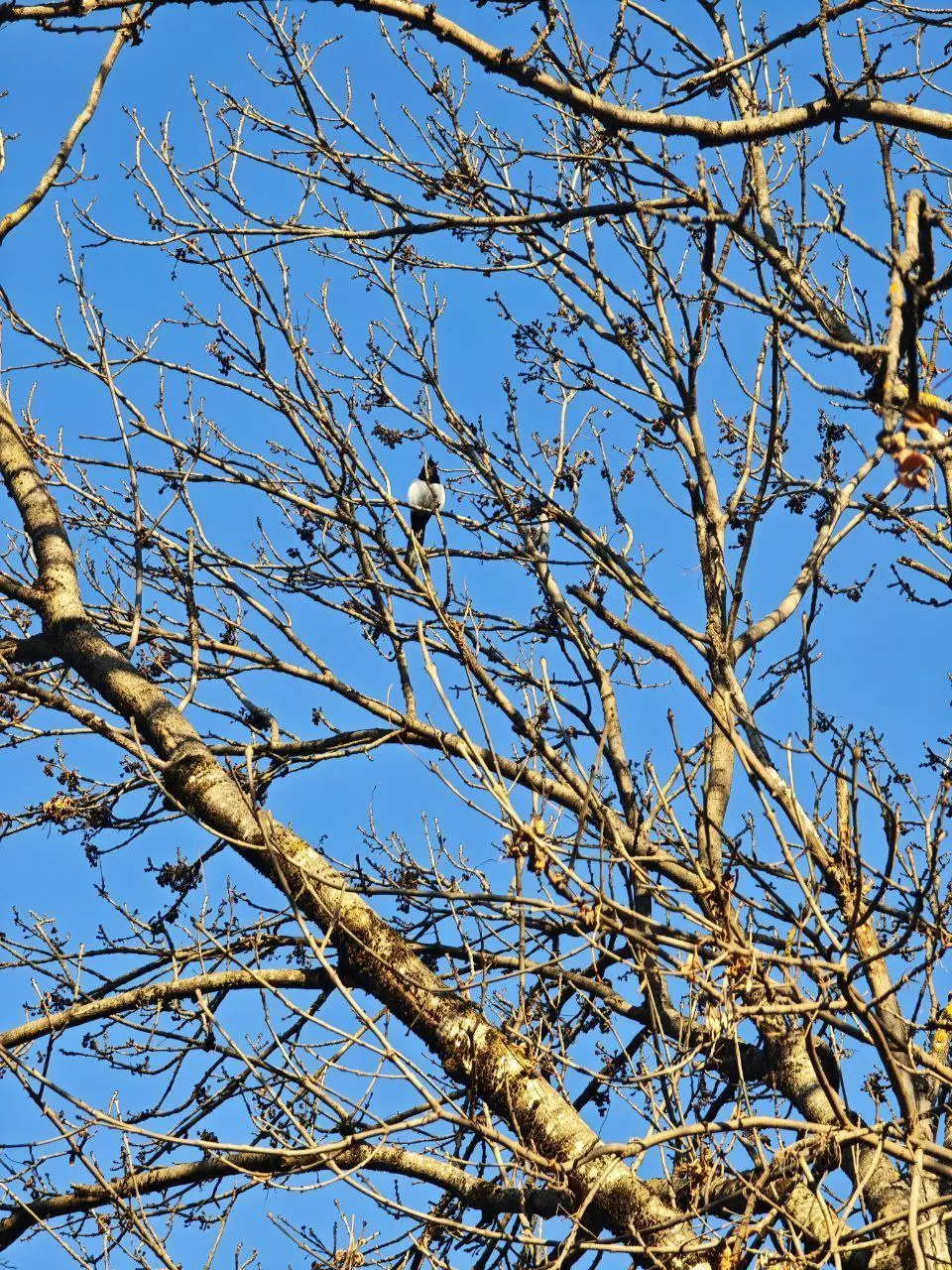 Моё тайное хобби — #бердвотчинг 🦅
Наблюдение за птицами — это медитация и вдохновение одновременно. Особенно когда живёшь в санатории, где природа буквально под окнами | Сетка — социальная сеть от hh.ru