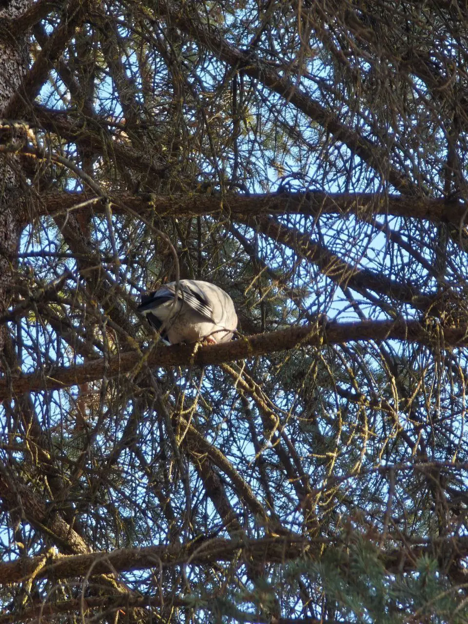 Моё тайное хобби — #бердвотчинг 🦅
Наблюдение за птицами — это медитация и вдохновение одновременно. Особенно когда живёшь в санатории, где природа буквально под окнами | Сетка — социальная сеть от hh.ru