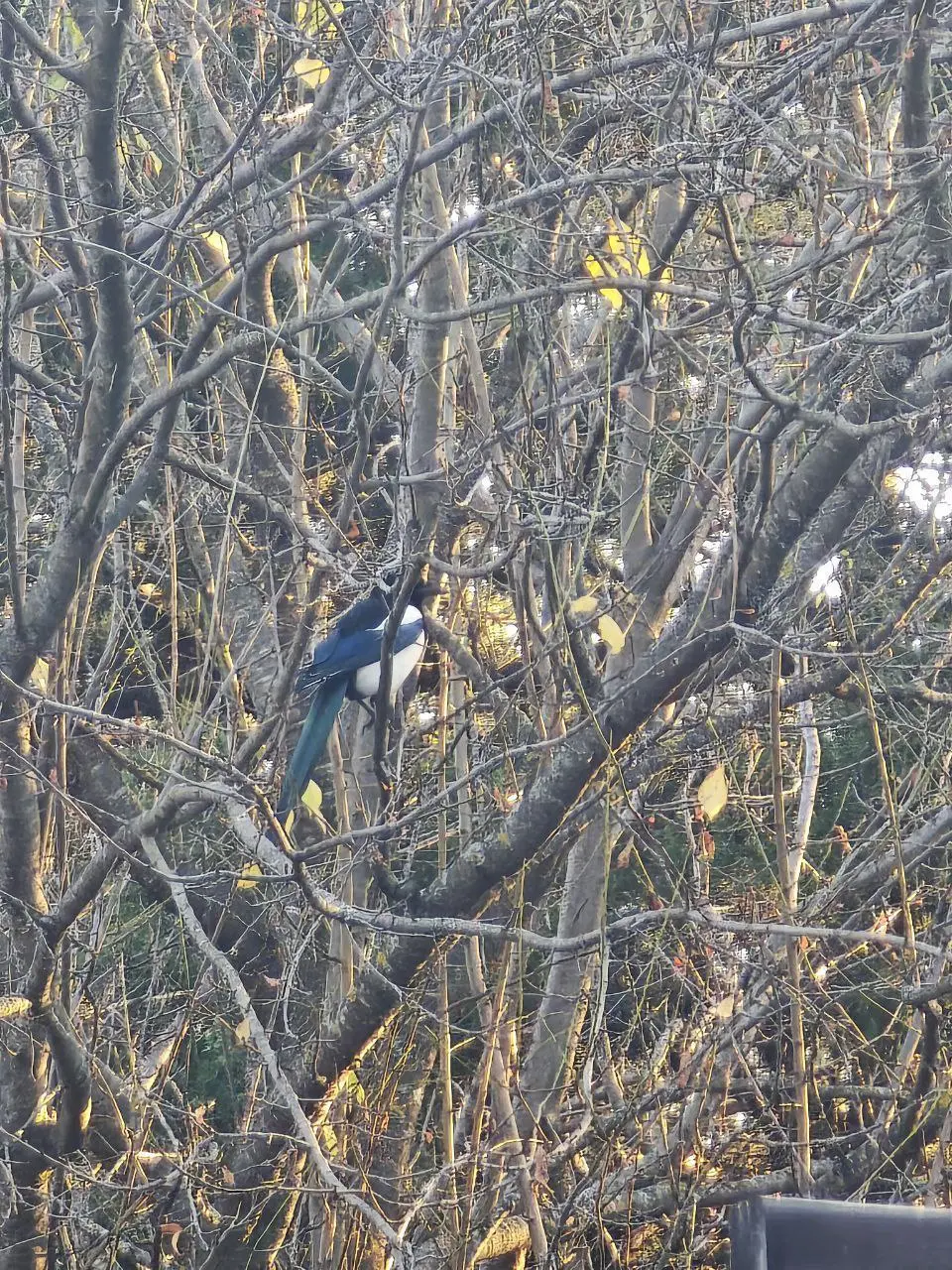 Моё тайное хобби — #бердвотчинг 🦅
Наблюдение за птицами — это медитация и вдохновение одновременно. Особенно когда живёшь в санатории, где природа буквально под окнами | Сетка — социальная сеть от hh.ru