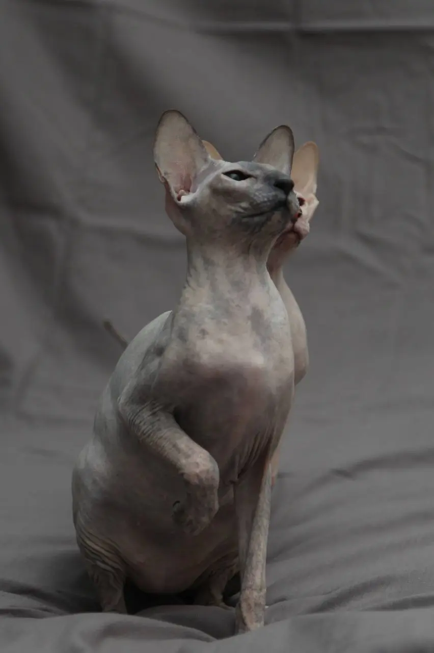 Внимание!!! Котики🐈‍⬛
Муж сказал, что котиков смотрят больше чем мой канал) Спасибо за поддержку 🤭 (это шутка была). Поэтому прошу вас не ставить реакции этому фото❤️ | Сетка — социальная сеть от hh.ru