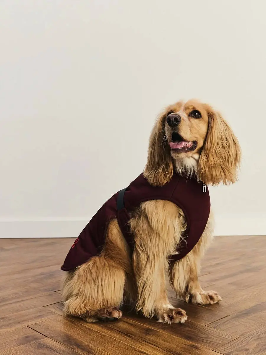 🐾 Пиар для пушистых
Zarina выпустила новогоднюю коллекцию для хвостатых: свитер с имбирными печеньками, оленьи рожки, худи Ho-Ho-Ho и плетеные игрушки | Сетка — социальная сеть от hh.ru