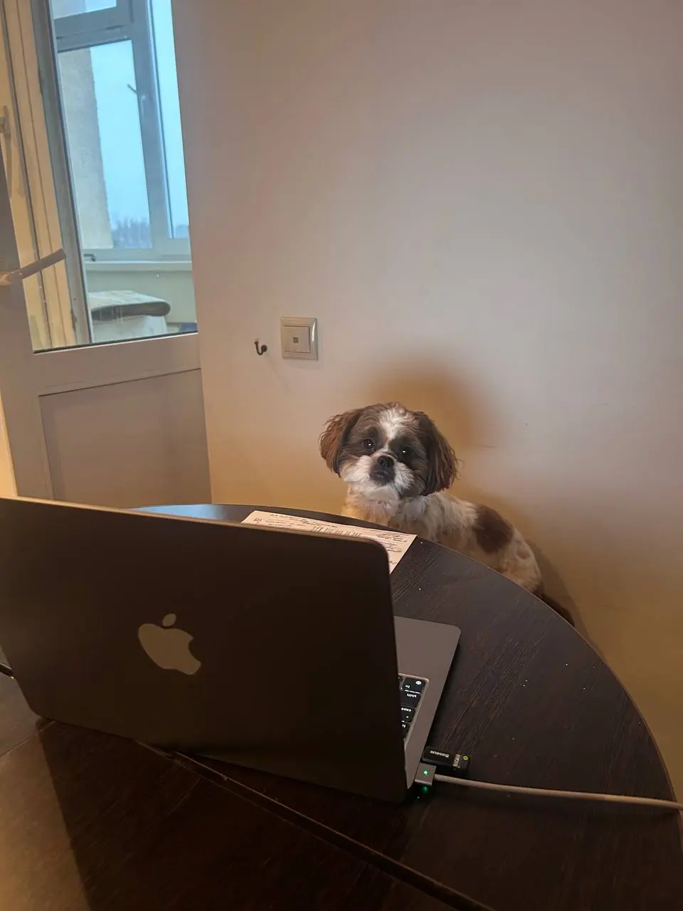 Сегодня собеседования проводит вместо меня он. 🐶 | Сетка — социальная сеть от hh.ru