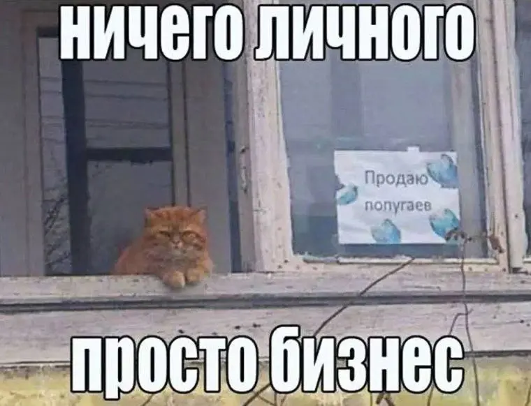 Успешный предприниматель  😂
#Юмор@poldner    #Коты@poldner | Сетка — социальная сеть от hh.ru
