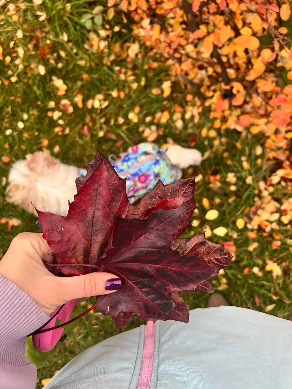 Московская осень 🍂
«Листья осень осыпает,
Гроздь рябины пламенеет,
Солнце бережно ласкает,
Как любовь, что душу греет!»
®️ Лариса Чистилина
Раз был todo list осени, придётся держать ответ
Часть 1⃣, ос... | Сетка — социальная сеть от hh.ru
