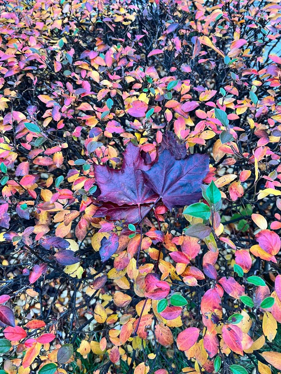 Московская осень 🍂
«Листья осень осыпает,
Гроздь рябины пламенеет,
Солнце бережно ласкает,
Как любовь, что душу греет!»
®️ Лариса Чистилина
Раз был todo list осени, придётся держать ответ
Часть 1⃣, ос... | Сетка — социальная сеть от hh.ru