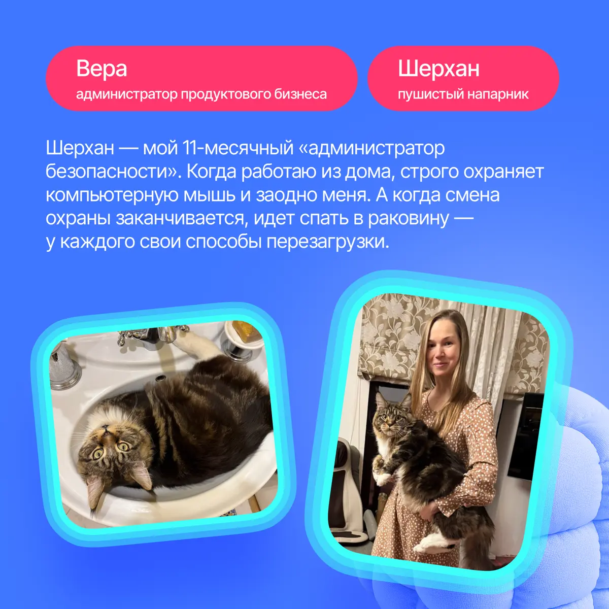 На связи антистресс-менеджеры Lad🐈‍ | Сетка — социальная сеть от hh.ru