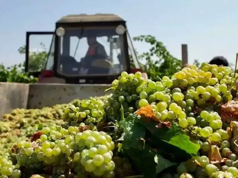Сбор винограда на Ставрополье завершен
Виноградарям региона удалось вырастить более 38 тысяч тонн ягоды. Об этом рассказал глава края Владимир Владимиров | Сетка — социальная сеть от hh.ru
