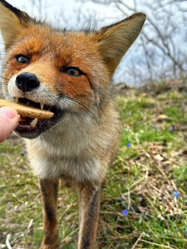 🦊 Рыжие гости в Железноводске осваивают курортную зону.  
В последнее время жители и гости Железноводска все чаще сталкиваются с неожиданными соседями - лисами | Сетка — социальная сеть от hh.ru