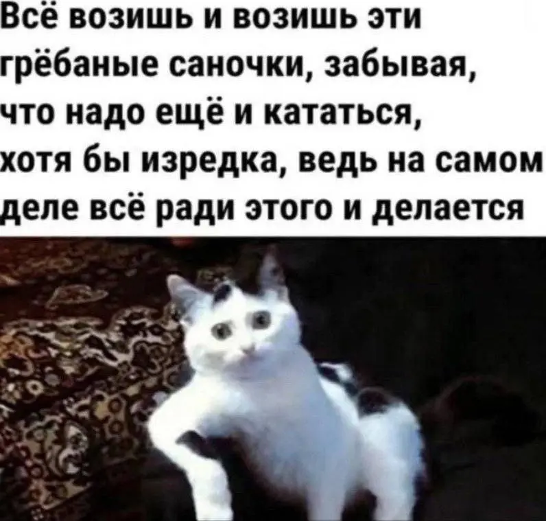 Иногда мы совершенно про это забываем ❤️
#Юмор@poldner #Коты@poldner | Сетка — социальная сеть от hh.ru