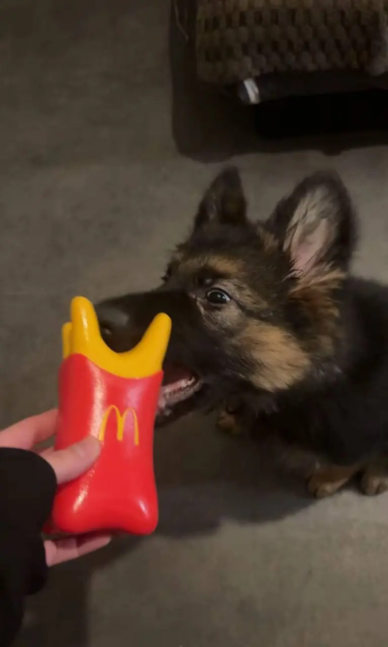 Французский McDonald's запустил игрушки для собак. Кампания называется Happy Doggy и это первая собачья акция в истории McDonald's | Сетка — социальная сеть от hh.ru